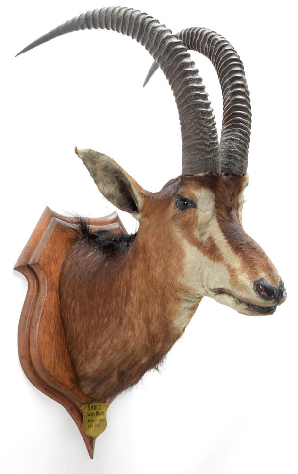 Lot 2079 - Taxidermy: Southern Sable Antelope (Hippotragus niger niger), circa June 21st 1897, Sand River,...