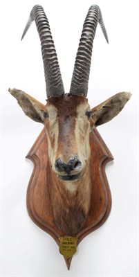 Lot 2079 - Taxidermy: Southern Sable Antelope (Hippotragus niger niger), circa June 21st 1897, Sand River,...