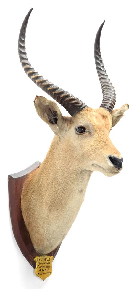 Lot 2084 - Taxidermy: Red Lechwe (Kobus leche), circa August 22nd 1929, Marsh River, Africa, by J.R. IVY,...