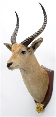 Lot 2084 - Taxidermy: Red Lechwe (Kobus leche), circa August 22nd 1929, Marsh River, Africa, by J.R. IVY,...