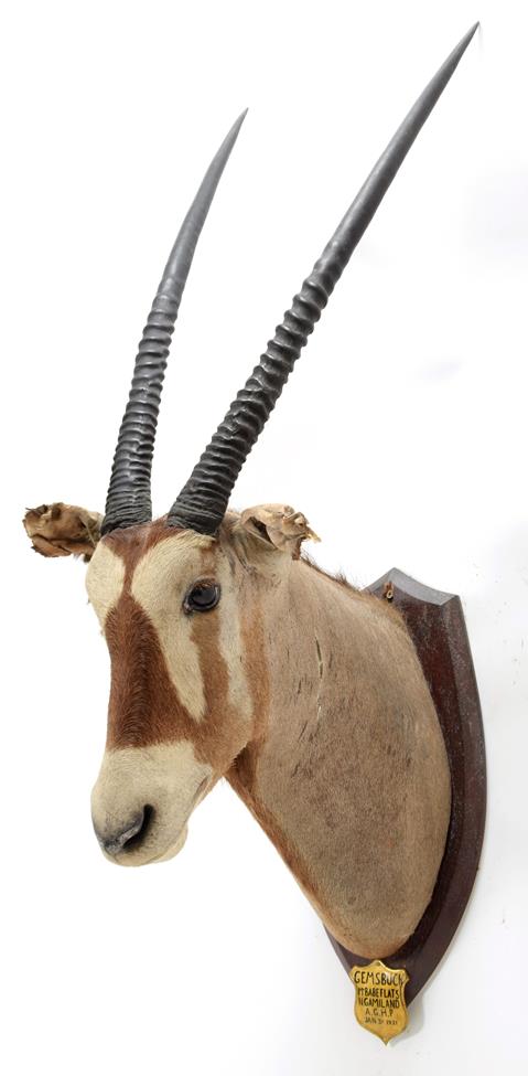 Lot 2086 - Taxidermy: A Pair of Gemsbox Oryx (Gazella gazella), circa 1931, Mount Babe Flats, N. Gamiland,...