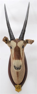 Lot 2086 - Taxidermy: A Pair of Gemsbox Oryx (Gazella gazella), circa 1931, Mount Babe Flats, N. Gamiland,...