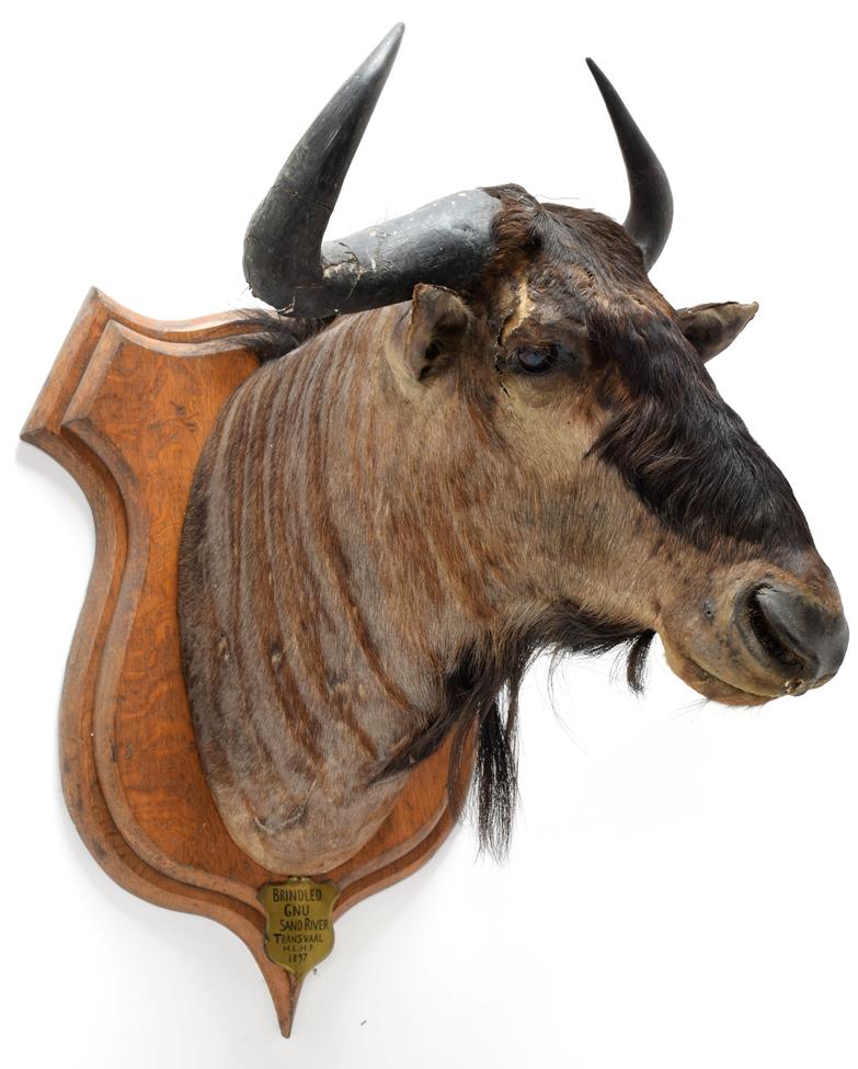 Lot 2087 - Taxidermy: Blue Wildebeest & Common Waterbuck, circa 1897, South Africa, an adult male Blue...