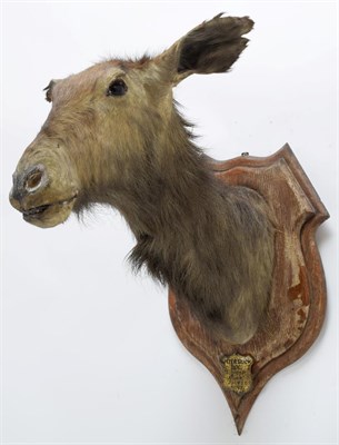 Lot 2087 - Taxidermy: Blue Wildebeest & Common Waterbuck, circa 1897, South Africa, an adult male Blue...
