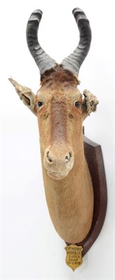 Lot 2090 - Taxidermy: Cape Red Hartebeest (Alcelaphus buselaphus caama), circa May 08th 1929, Kimberley, South