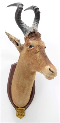 Lot 2090 - Taxidermy: Cape Red Hartebeest (Alcelaphus buselaphus caama), circa May 08th 1929, Kimberley, South