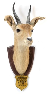 Lot 2092 - Taxidermy: Common & Mountain Reedbuck, September 1931, Swaziland, South Africa, by J.R. Ivy,...
