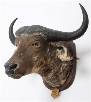Lot 2093 - Taxidermy: African Cape Buffalo (Syncerus caffer), circa August 1929, Angola, South Africa,...