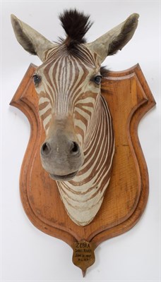 Lot 2096 - Taxidermy: Plains Zebra (Equus quagga burchellii), circa June 08th 1897, Sabei River, Mala Mala...