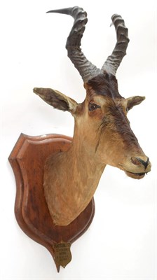 Lot 2097 - Taxidermy: Cape Red Hartebeest (Alcelaphus buselaphus caama), circa August 13th 1896, adult...