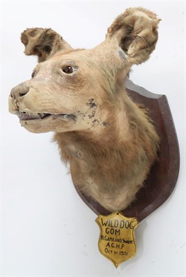 Lot 2098 - Taxidermy: African Wild Dog (Lycaon pictus), circa October 01st 1931, Africa, by J.R. Ivy...