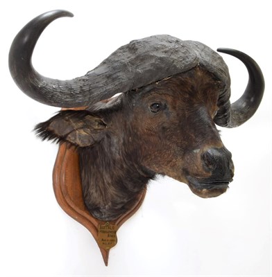 Lot 2099 - Taxidermy: African Cape Buffalo (Syncerus caffer), circa August 05th 1897, Moosapasso River,...