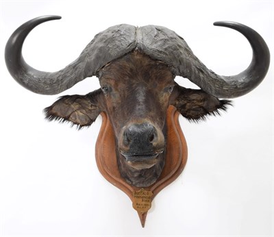 Lot 2099 - Taxidermy: African Cape Buffalo (Syncerus caffer), circa August 05th 1897, Moosapasso River,...