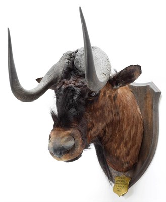 Lot 2100 - Taxidermy: Black Wildebeest (Connochaetes gnou), circa 1930, Orange Free State, South Africa,...