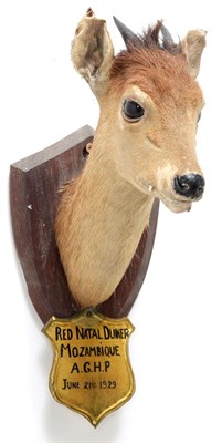 Lot 2102 - Taxidermy: A Collection of Small African Game Trophies, circa 1929 - 1931 , South Africa, by...
