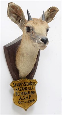 Lot 2102 - Taxidermy: A Collection of Small African Game Trophies, circa 1929 - 1931 , South Africa, by...