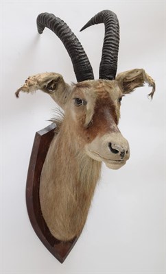 Lot 2104 - Taxidermy: Southern Roan Antelope (Hippotragus equinus equinus), circa 1929, South Africa, by...
