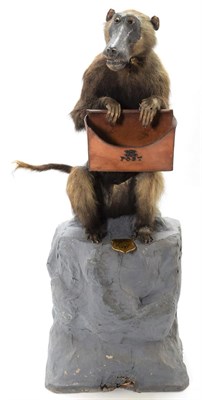 Lot 2105 - Taxidermy: Olive Baboon (Papio Anubis), circa March 14th 1897, Orange Free State, South Africa,...