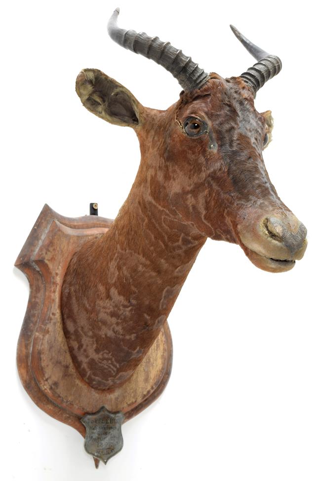 Lot 2106 Taxidermy Bangweulu Tsessebe (Damaliscus