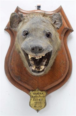 Lot 2107 - Taxidermy: Spotted Hyena (Crocuta Crocuta), circa September 02nd 1897, Moida River, South...