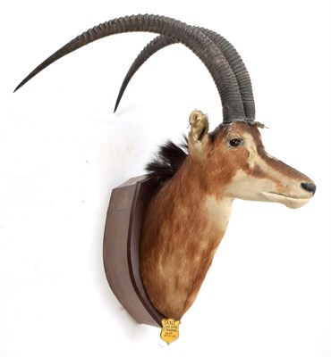 Lot 2108 - Taxidermy: Southern Sable Antelope (Hippotragus niger niger), circa September 07th 1930, Sand...
