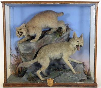 Lot 2110 - Taxidermy: A Large Cased North American Lynx & Coyote, circa 1872, by Henry Shaw, Taxidermy, Salop