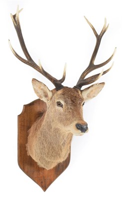 Lot 302 - Taxidermy: Scottish Red Deer (Cervus elaphus), circa 1994, Battyn Ballimore, Perthshire, high...