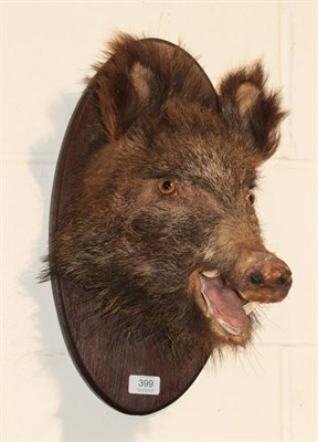 Lot 399 - Taxidermy: European Wild Boar (Sus scrofa), circa late 20th century, juvenile shoulder mount...