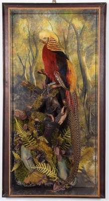 Lot 135 - Taxidermy: A Wall Cased Golden Pheasant (Chrysolophus pictus), dated 2017, by A.J. Armitstead,...