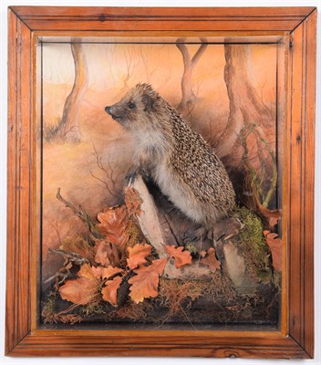 Lot 101 - Taxidermy: European Hedgehog (Erinaceus europaeus), dated 2014, by A.J. Armitstead, Taxidermy,...