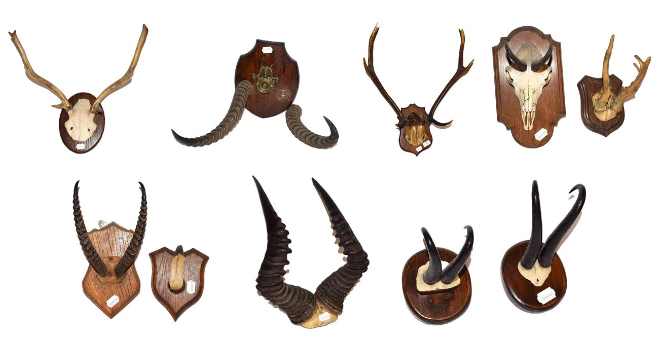 Lot 3 - ~ Antlers/Horns: A Collection of African & European Game Trophy Horns & Antlers, comprising -...