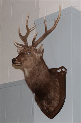 Lot 267 - Taxidermy: Sika Deer (Cervus nippon) circa late 20th century, adult stag shoulder mount looking...