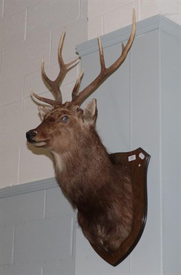 Lot 267 - Taxidermy: Sika Deer (Cervus nippon) circa late 20th century, adult stag shoulder mount looking...