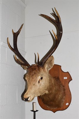 Lot 268 - Taxidermy: Scottish Red Deer (Cervus elaphus), circa 1920-1940, adult stag neck mount looking...