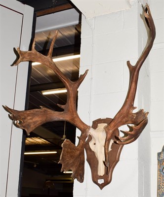 Lot 270 - Antlers/Horns: European Reindeer (Rangifer tarandus), circa 20th century, adult male antlers on...