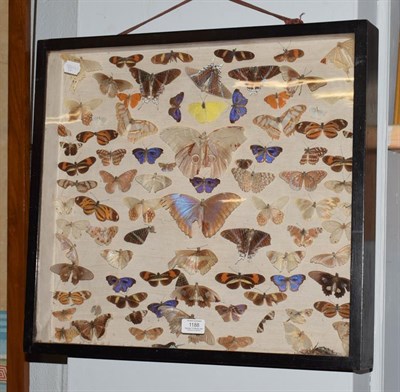 Lot 1188 - Entomology, a cased display of tropical butterflies and moths, bearing label to verso, from J...