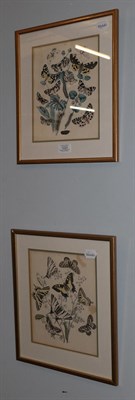 Lot 1223 - Entomology: two coloured prints of butterflies, 19cm by 24cm
