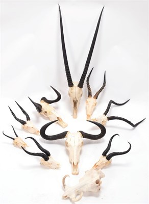 Lot 1 - Horns/Skulls: A Selection of African Game Trophy Skulls, a varied selection of African hunting...