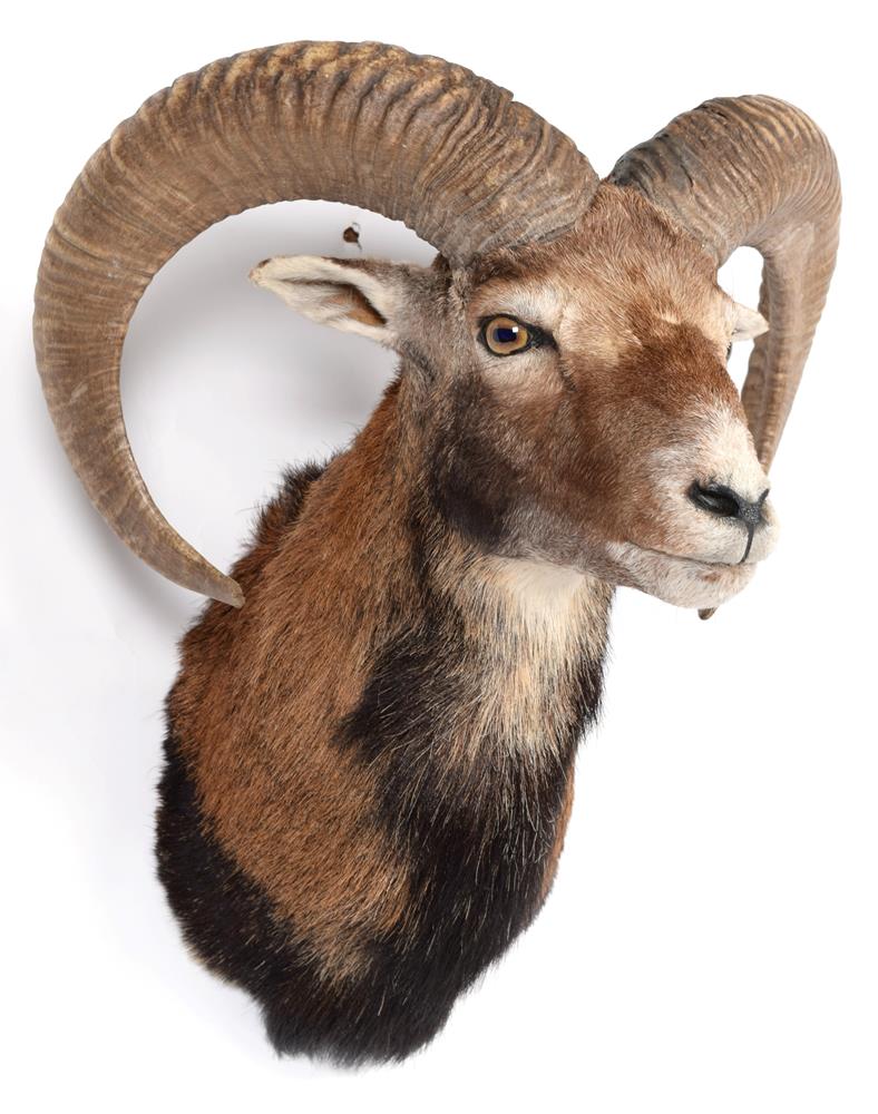 Lot 2 - Taxidermy: European Mouflon (Ovis aries musimon), circa late 20th century, adult male approximately