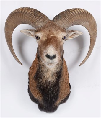 Lot 2 - Taxidermy: European Mouflon (Ovis aries musimon), circa late 20th century, adult male approximately