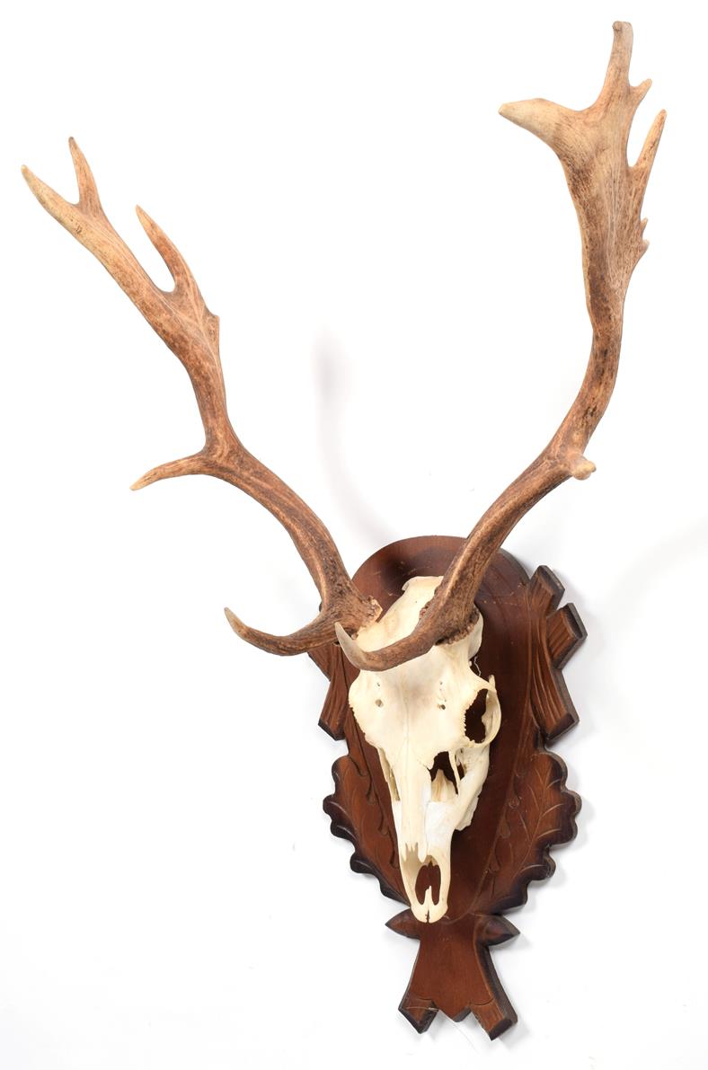 Lot 4 - Antlers/Horns: European Fallow Deer (Dama dama), modern, young adult stag antlers on cut upper...