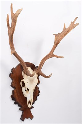 Lot 4 - Antlers/Horns: European Fallow Deer (Dama dama), modern, young adult stag antlers on cut upper...