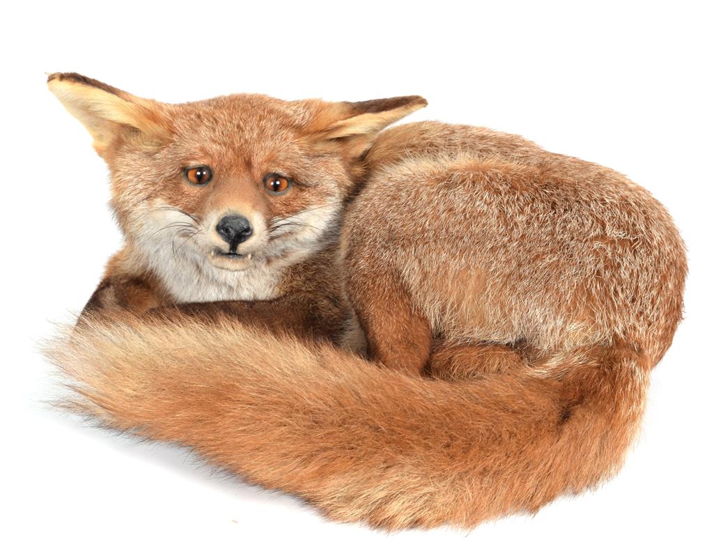Lot 5 - Taxidermy: A Fireside Red Fox (Vulpes vulpes), circa late 20th century, a full mount adult fox...