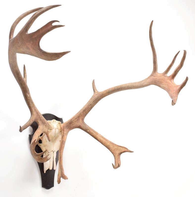 Lot 6 - Antlers/Horns: European Caribou (Rangifer tarandus), circa late 20th century,  large adult bull...
