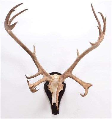 Lot 6 - Antlers/Horns: European Caribou (Rangifer tarandus), circa late 20th century,  large adult bull...