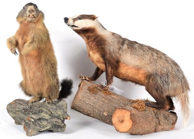 Lot 7 - Taxidermy: A Group of European Countryside Animals, circa late 20th century, comprising - full...
