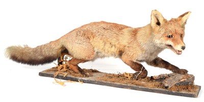 Lot 7 - Taxidermy: A Group of European Countryside Animals, circa late 20th century, comprising - full...