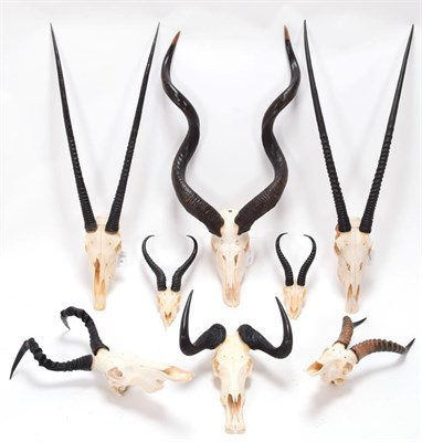 Lot 9 - Horns/Skulls: A Selection of African Game Trophy Skulls, a varied selection to include - Cape...