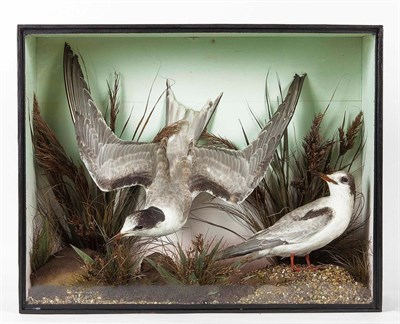 Lot 10 - Taxidermy: A Victorian Cased Pair of Arctic Terns (Sterna paradisaea), a pair of full mount...