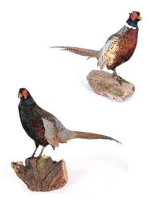 Lot 11 - Taxidermy: A Pair of Ring-Necked Pheasants (Phasianus colchicus), modern, a pair of full mount...